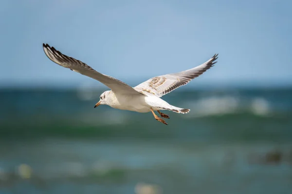 Uma Gaivota Voadora Fundo Água Mar Pássaro Pairar Uma Gaivota — Fotografia de Stock