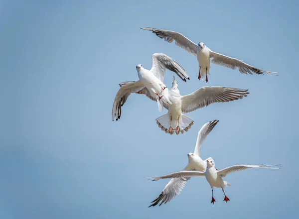 Gaivotas Voo Contra Céu Grupo Aves Marinhas Voo Diferentes Ângulos — Fotografia de Stock