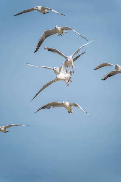 Чайки Бегут Небу Группа Морских Птиц Полете Различные Углы Парения — стоковое фото