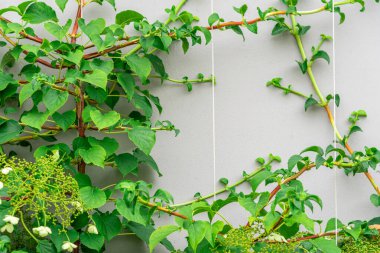Beton duvara dayalı bir bitki. Canlı bitki örtüsünden yapılmış bir çerçeve. Yazı için yer açın. Gri çit boyunca bitki yetişiyor. Çimenler dikey yüzeye yakın. Kentsel bitki örtüsü.