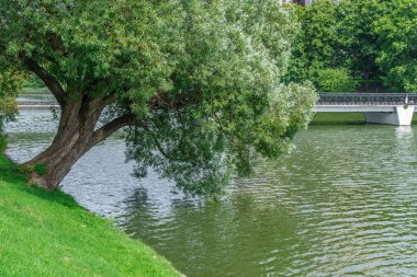 Şehir parkındaki göletin yanında yayılan bir ağaç. Köprünün kıyısında bir ağaç yetişiyor. Göl kenarındaki park bitkileri. Eğik bir ağaçla gölün üzerinde bir köprü.
