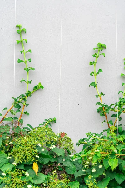 Une Plante Contre Mur Béton Cadre Fait Végétation Vivante Place — Photo