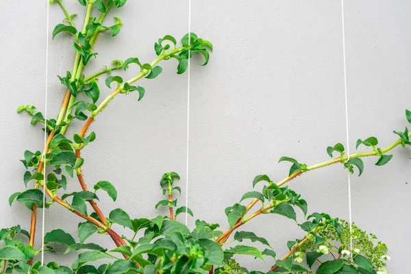 Une Plante Contre Mur Béton Cadre Fait Végétation Vivante Place — Photo