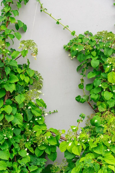 Une Plante Contre Mur Béton Cadre Fait Végétation Vivante Place — Photo