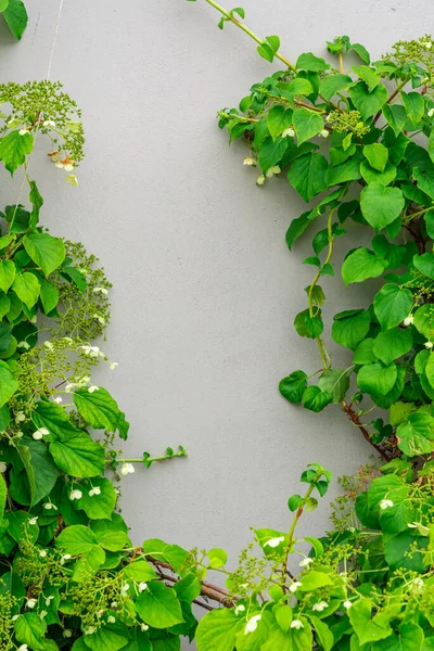 Une Plante Contre Mur Béton Cadre Fait Végétation Vivante Place — Photo