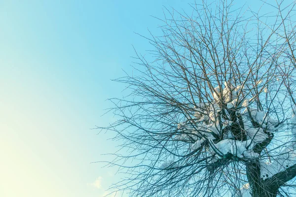 배경에 눈덮인 나뭇가지 나뭇가지를 계절에 자라는 — 스톡 사진