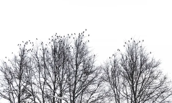 Small Birds Sitting Branches Trees Lot Sparrows Located Tops Branches Stock Obrázky