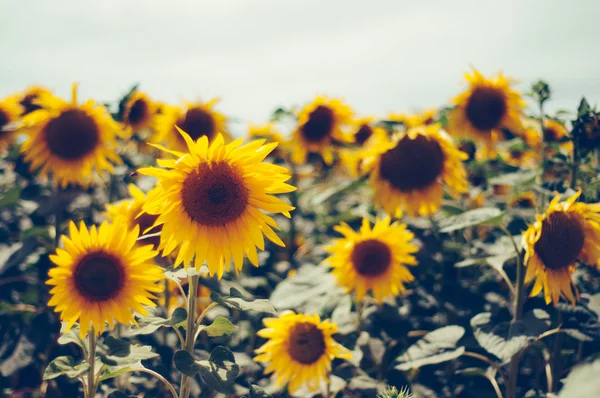 Sunflower — Stock Photo, Image