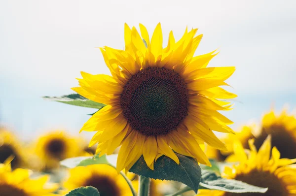 Sunflower — Stock Photo, Image