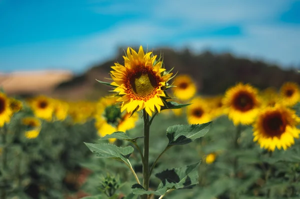 Sunflower — Stock Photo, Image