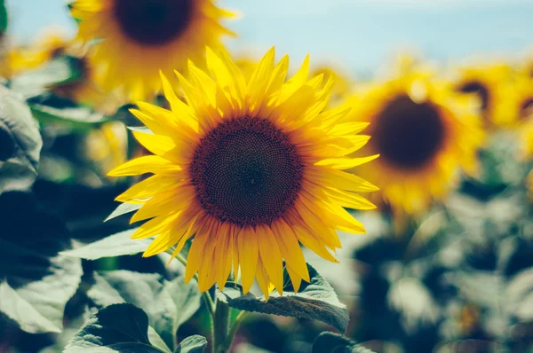 Sunflower — Stock Photo, Image