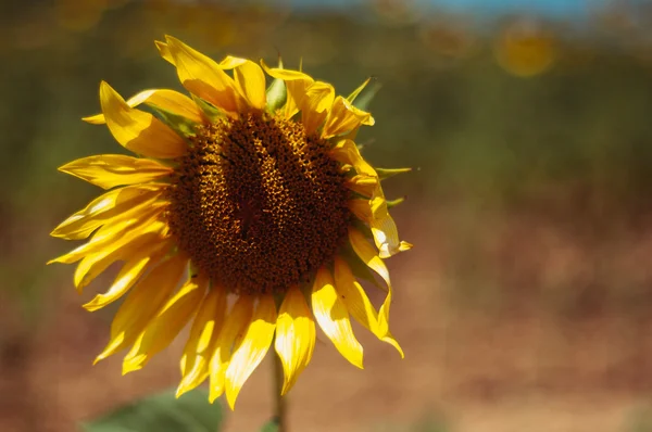 Ayçiçeği bokeh