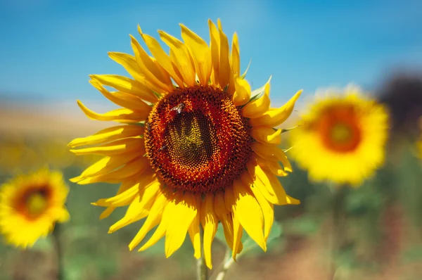 Sunflower bokeh — Stock Photo, Image