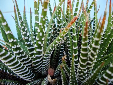 Yeşil aloe vera botanik bitkisi. Güzel yakın plan.