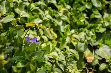Vahşi doğada küçük mor bir çiçek.