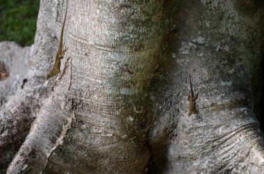 Miami 'de kertenkeleyle yaşlanan yabani ağaç dokusu