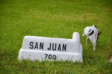 Özgürlük doğası olan güzel köpek duruşu bölgesi.