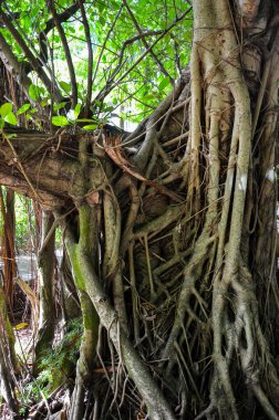 Miami 'de yıllanmış yabani orman tropikal dokusu