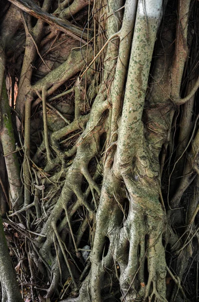 迈阿密的热带野生木材纹理老化 — 图库照片