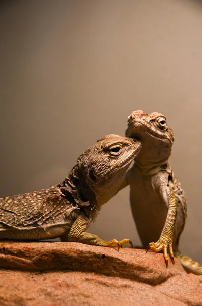 Фауна рептилійських ящірок у тропічній екосистемі — стокове фото