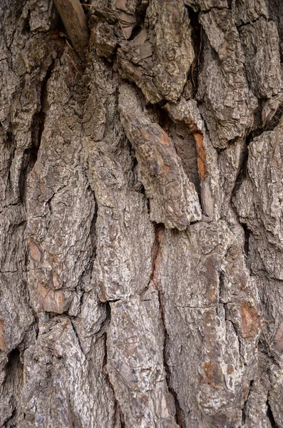 Dzikie drewno powierzchnia tekstury wieku realistyczne zbliżenie — Zdjęcie stockowe