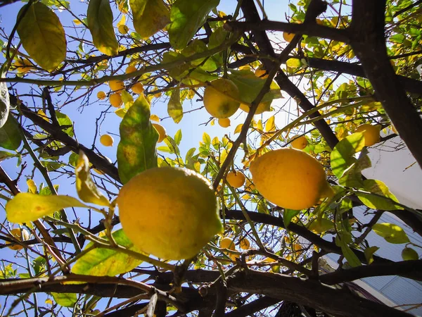 레몬 귤류는 여름에 잎을 따서 나무 곁에 있다 — 스톡 사진