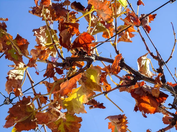 Wijndruivenblad close-up in de herfst — Stockfoto