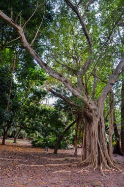 Miami 'de yıllanmış yabani orman tropikal dokusu