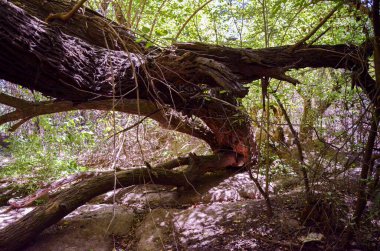Vahşi ahşap yüzey dokusu yaşlandırılmış gerçekçi manzara