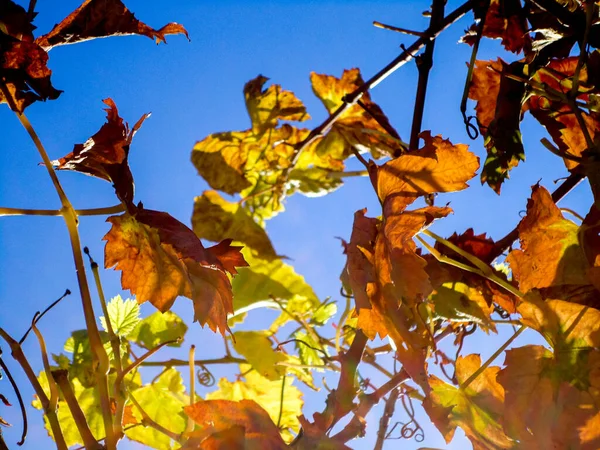 Wijndruivenblad close-up in de herfst — Stockfoto
