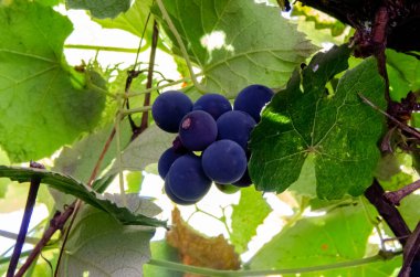 Üzüm şarabı yaprakları sonbaharda kapanıyor.