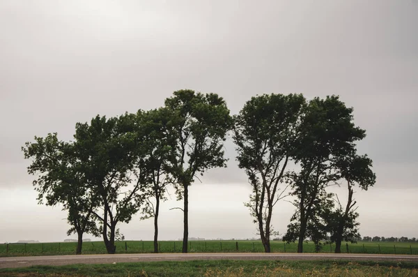 多云的灰色天空下的孤独的轮廓树 — 图库照片