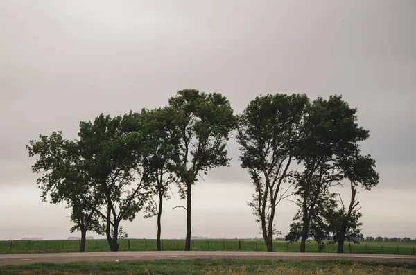 多云的灰色天空下的孤独的轮廓树 — 图库照片