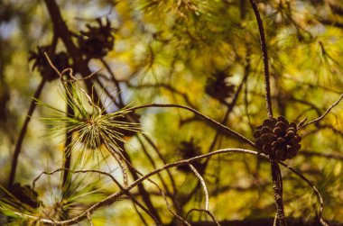 Güzel sonbahar altın yaprakları, orman arkaplan manzarası