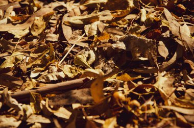 Güzel sonbahar altın yaprakları, orman arkaplan manzarası
