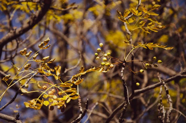 Mooie herfst goud gebladerte, bos achtergrond Landschap — Stockfoto