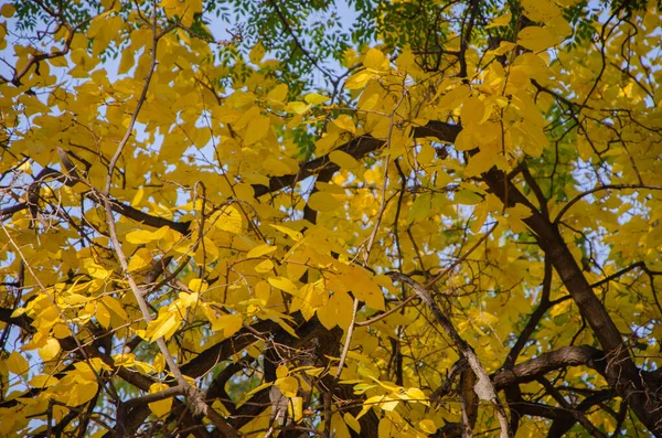 सुंदर शरद ऋतु सोने के पत्ते, वन पृष्ठभूमि परिदृश्य — स्टॉक फ़ोटो, इमेज