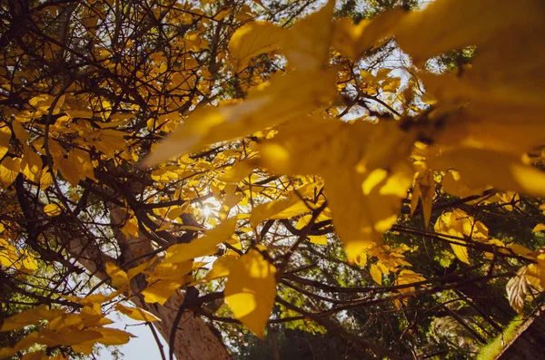 Vacker höst guld lövverk, skog bakgrund Landskap — Stockfoto