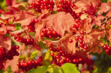 Renkli kırmızı çiçek duvar dokusu arka plan mimarisi