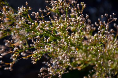Sonbahar mevsiminde çiçeklerin nostaljik bir şekilde kapanması