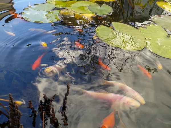 Цветные японские кои-рыбы в воде — стоковое фото