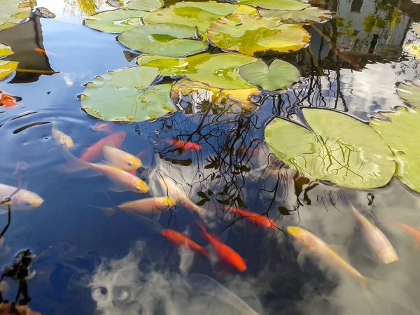 Bunte japanische Koi-Fische im Wasser — Stockfoto