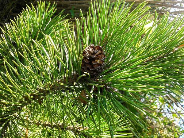 Verbazingwekkende close-up van de dennenboom — Stockfoto