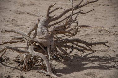 Arjantin 'deki Ay Vadisi' nin kurak çölleri.