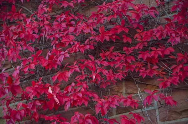 Kleurrijke rode bloem muur textuur achtergrond architectuur — Stockfoto