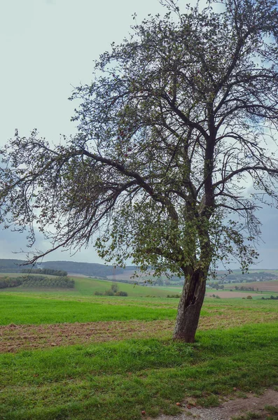 Eenzame silhouetbomen met de bewolkte grijze lucht — Stockfoto