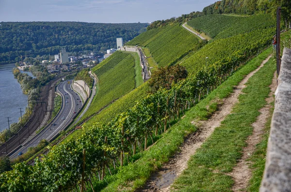 Beau paysage du vignoble Feld en Allemagne — Photo