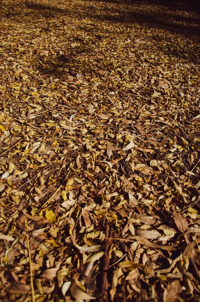 Bela folhagem de ouro Outono, fundo da floresta Paisagem — Fotografia de Stock