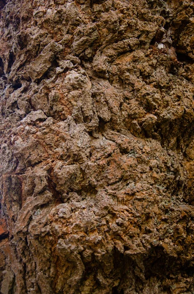 Madeira selvagem superfície textura envelhecido realista closeup — Fotografia de Stock