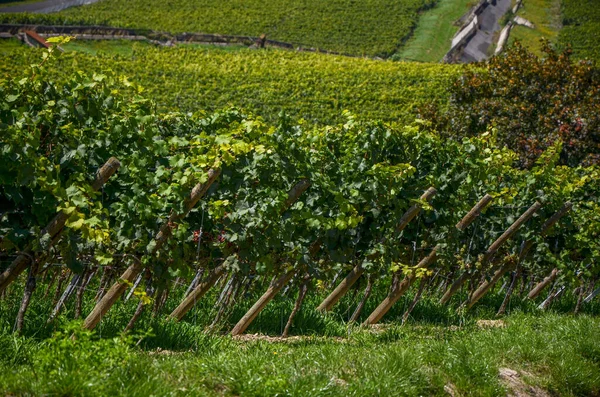 Schöne Landschaft des Weinbergs Feld in Deutschland — Stockfoto